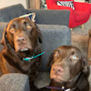 Meet your Posher, Rose